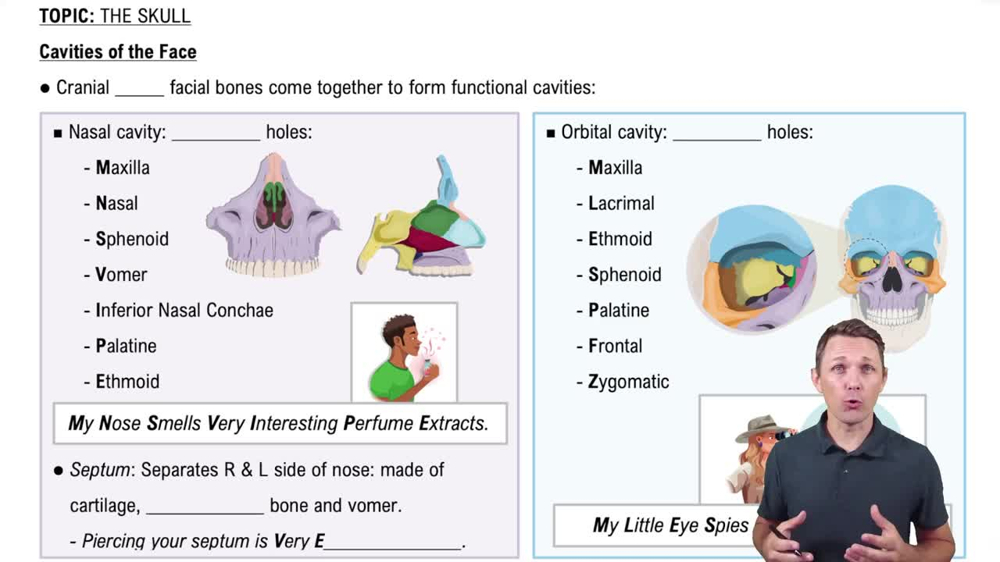 Cavities of the Face