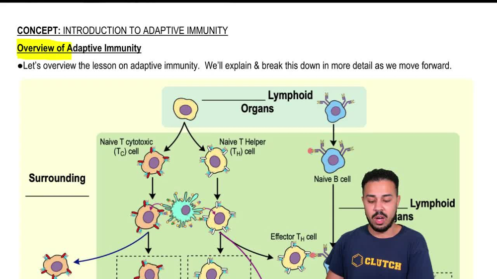 Overview of Adaptive Immunity
