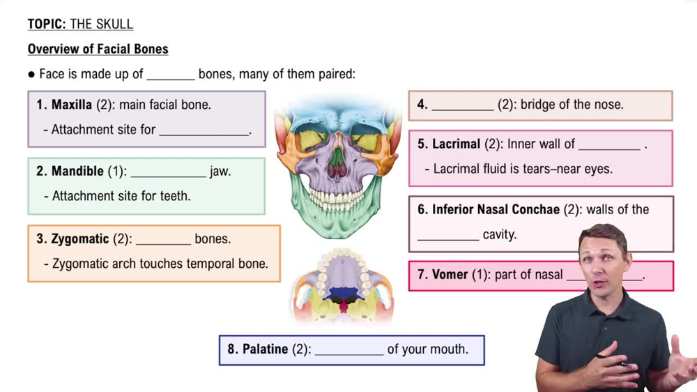 Overview of Facial Bones