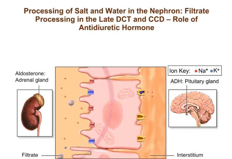 Processing of Salt and Water in the Nephron