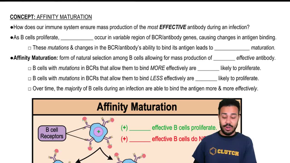 Affinity Maturation