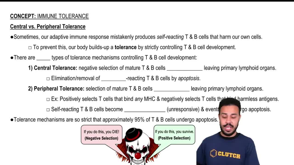 Central vs. Peripheral Tolerance