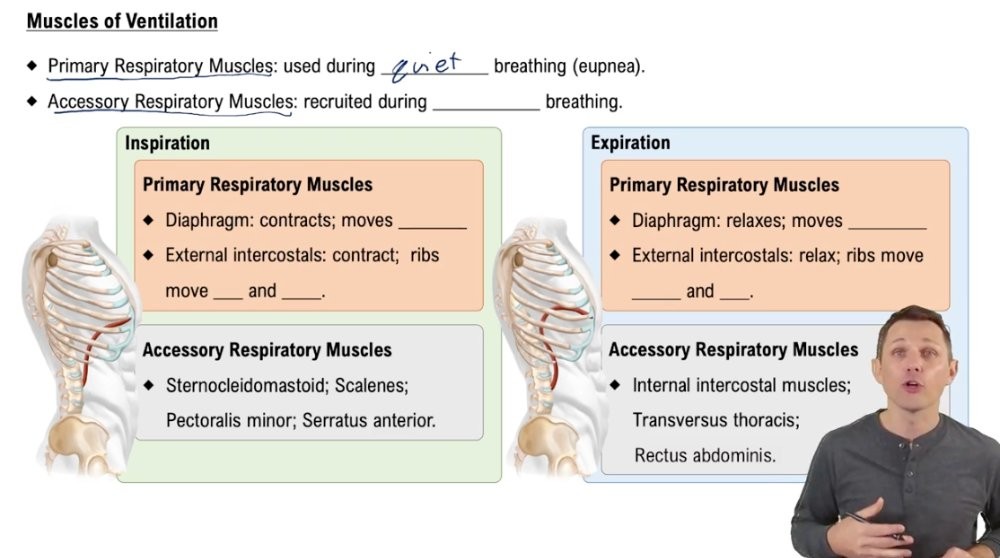 Muscles of Ventilation