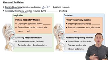 Muscles of Ventilation