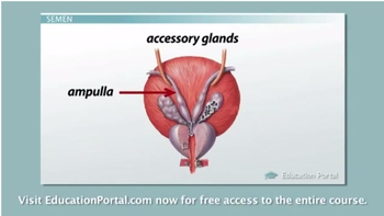 Male Reproductive Glands
