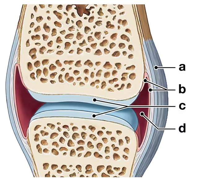 Cross-sectional illustration of a synovial joint showing bone, ligaments, synovial membrane, and articular cartilage labeled.