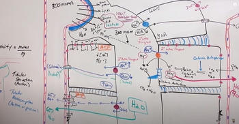 Proximal Convoluted Tubule