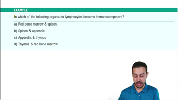 Overview of Lymphoid Organs Example 1