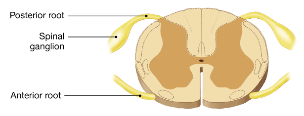 Cross-sectional diagram of the spinal cord showing labeled posterior root, spinal ganglion, and anterior root nerves.