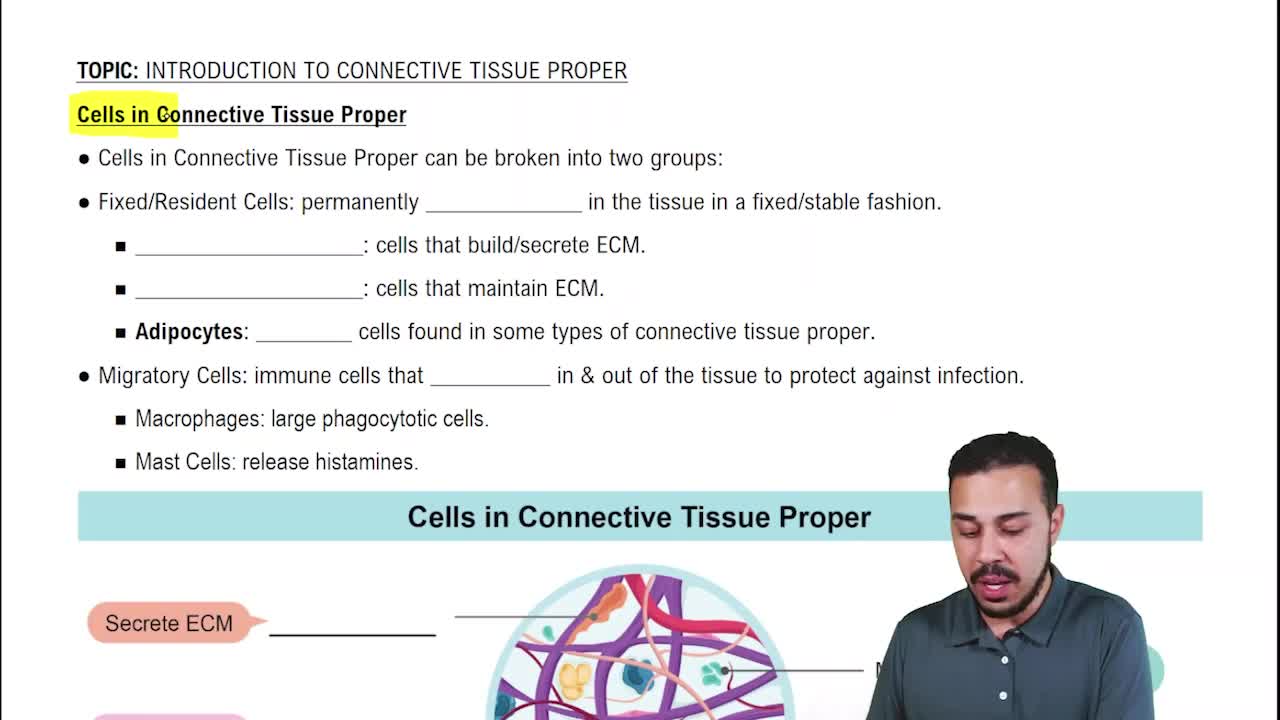 Cells in Connective Tissue Proper