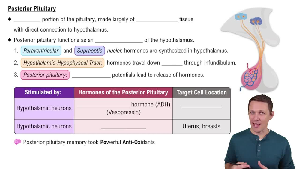 Posterior Pituitary