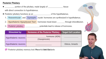 Posterior Pituitary