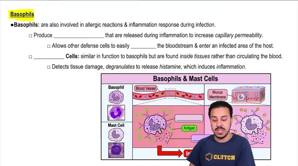 Basophils