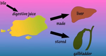 Bile - What Is Bile?