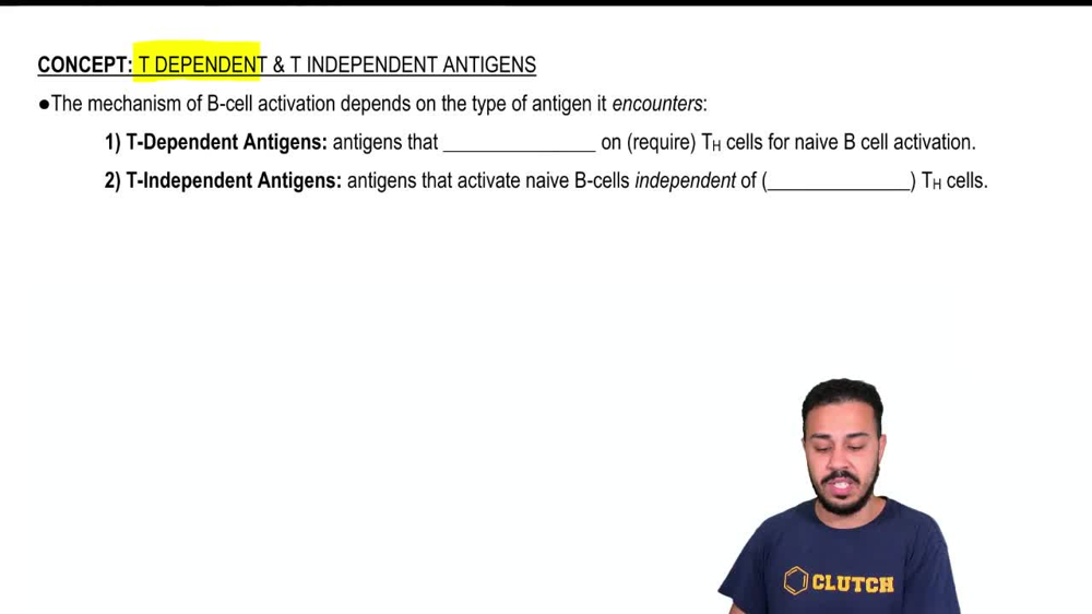 T Dependent & T Independent Antigens