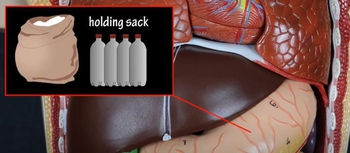 Structure & Functions Of The Stomach