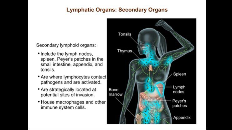 Lymphatic Organs