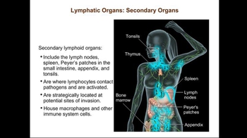 Lymphatic Organs