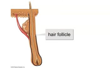 Hair, Hair follicle, and Nail Structure