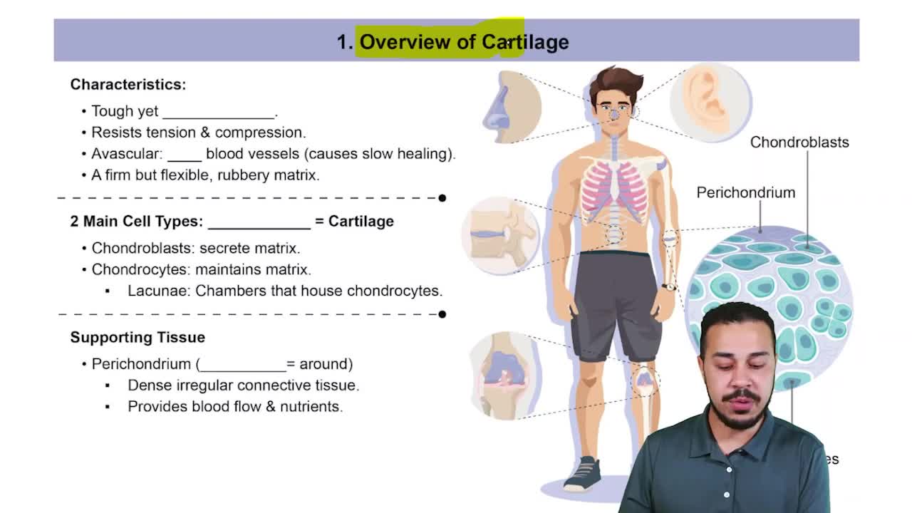 Overview of Cartilage