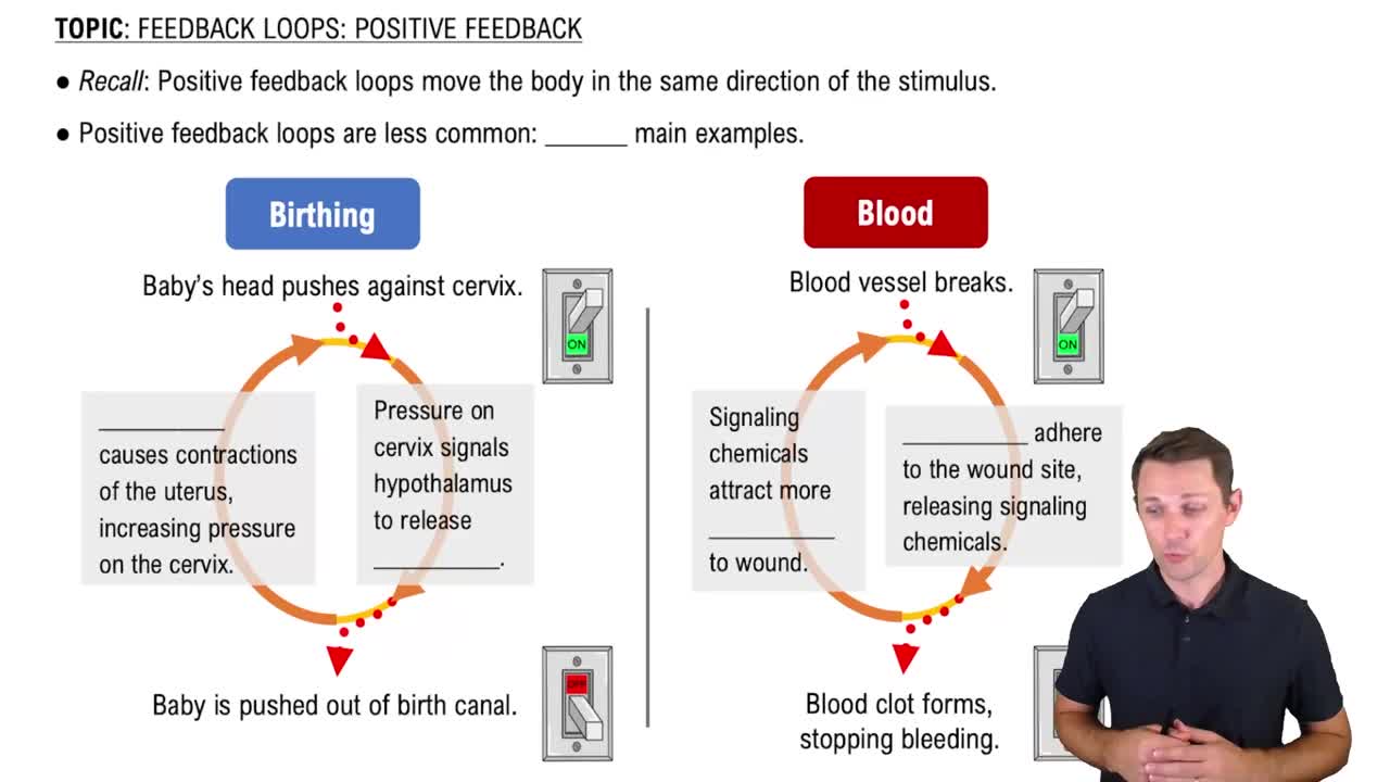 Positive Feedback Loops