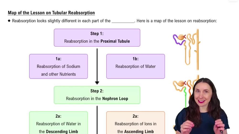 Map of the Lesson on Tubular Reabsorption