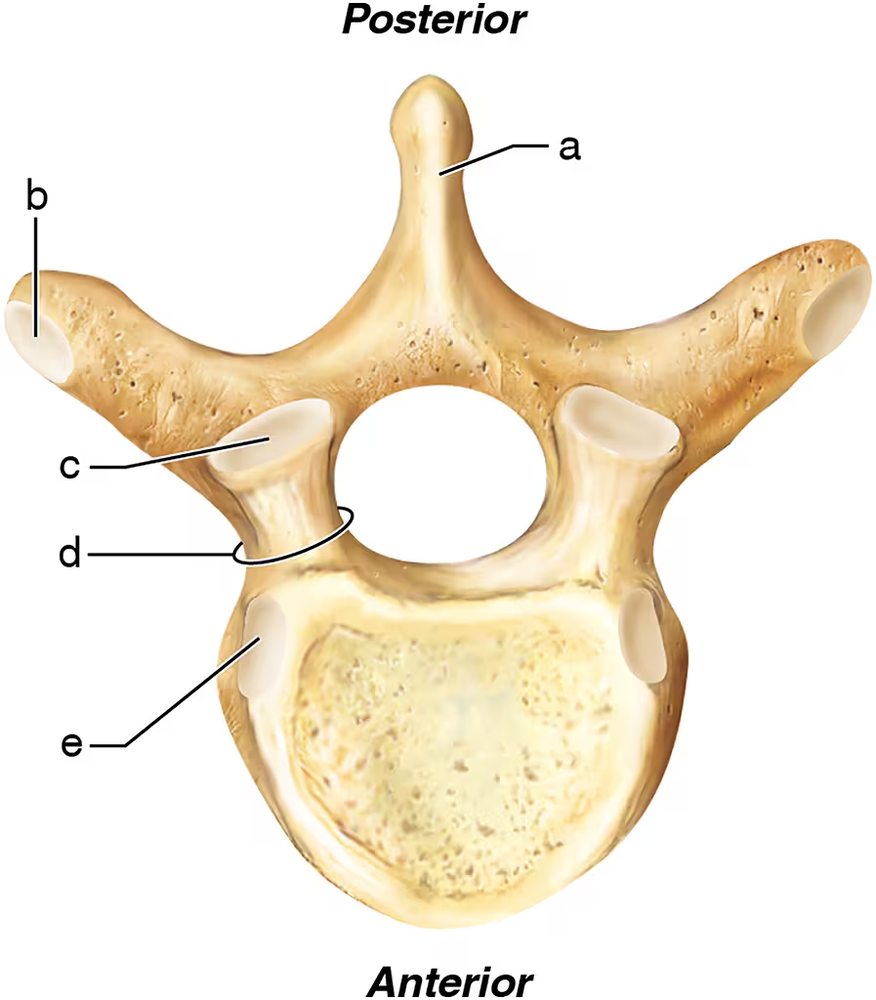Diagram of a thoracic vertebra, labeled with parts that articulate with ribs, showing anterior and posterior views.