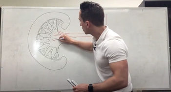 Kidney Blood Supply