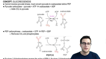 Gluconeogenesis 2