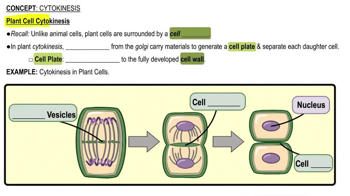 Plant Cell Cytokinesis