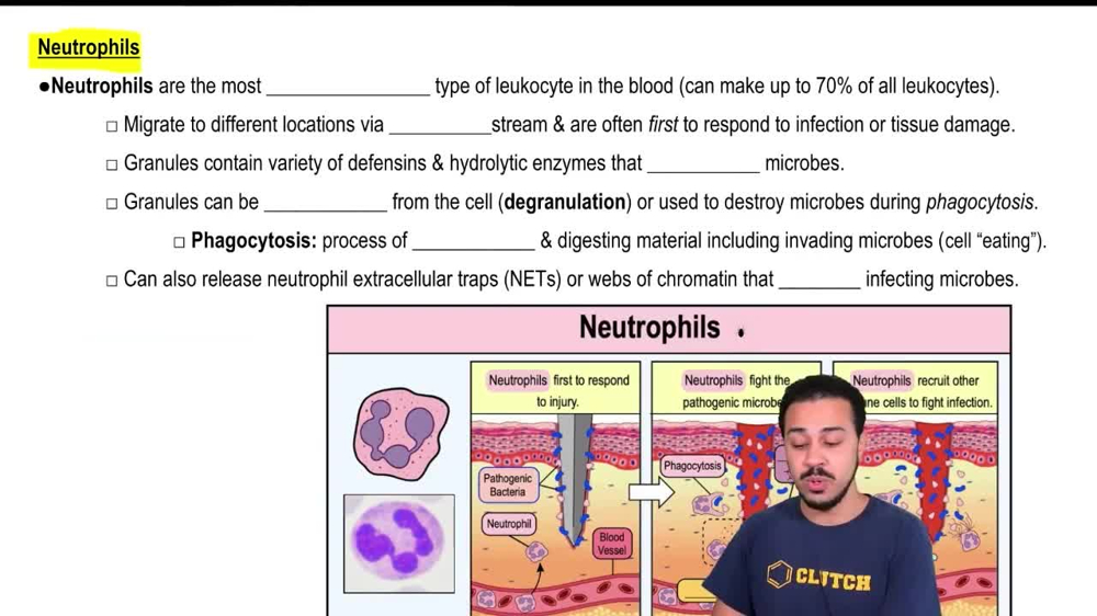 Neutrophils