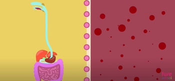 Small Intestine and Food Absorption | Physiology | Biology