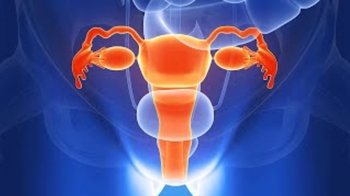 Human Physiology - Functional Anatomy of the Female Reproductive System