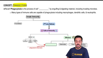 Phagocytosis