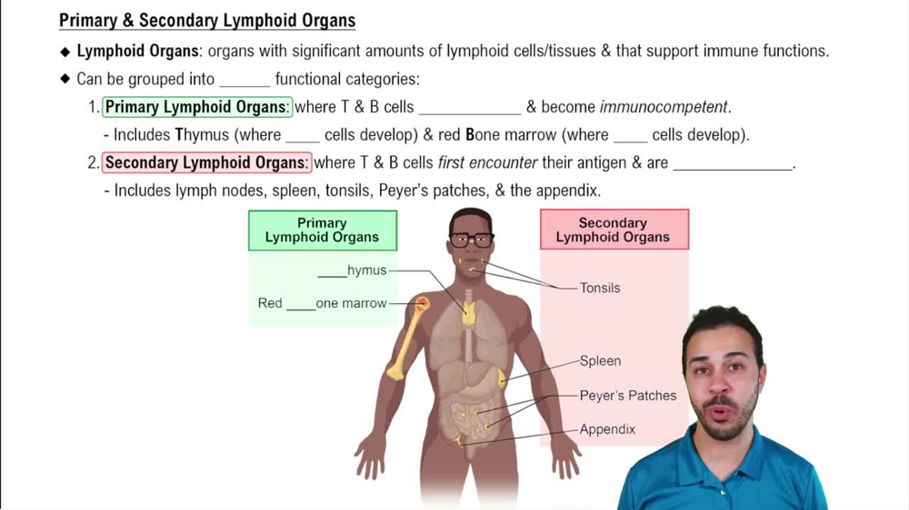 Primary & Secondary Lymphoid Organs