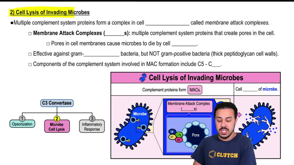 Cell Lysis of Invading Microbes