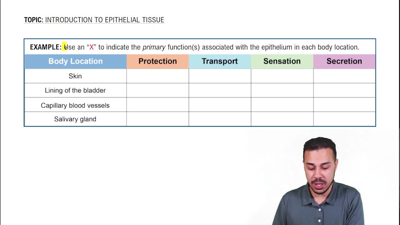 Introduction to Epithelial Tissue Example 1