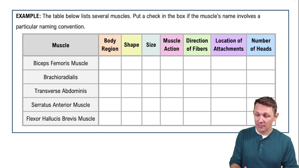 Muscle Naming Example 1