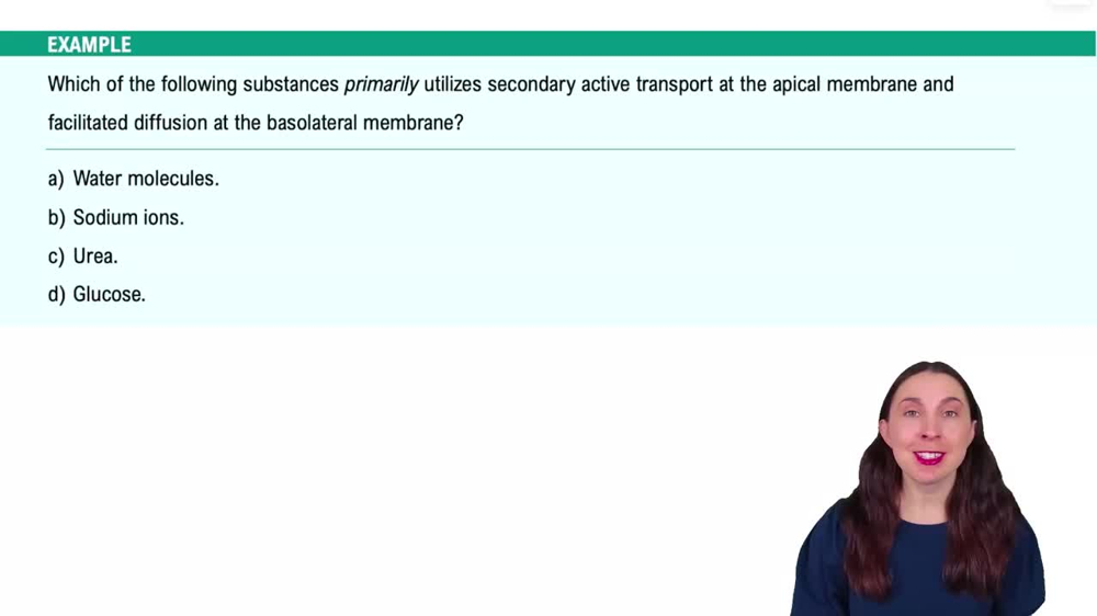 Renal Physiology Step 2: Tubular Reabsorption Example 2