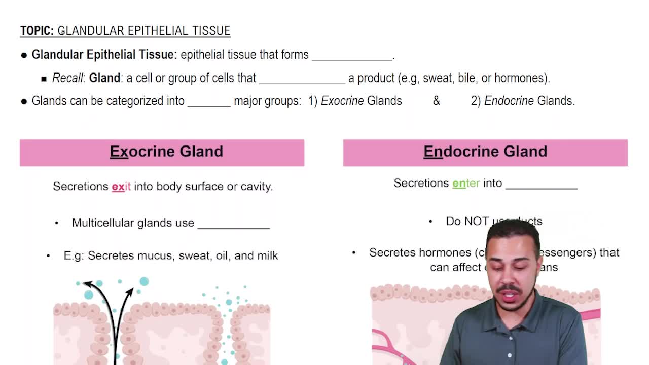 Exocrine vs. Endocrine Glands