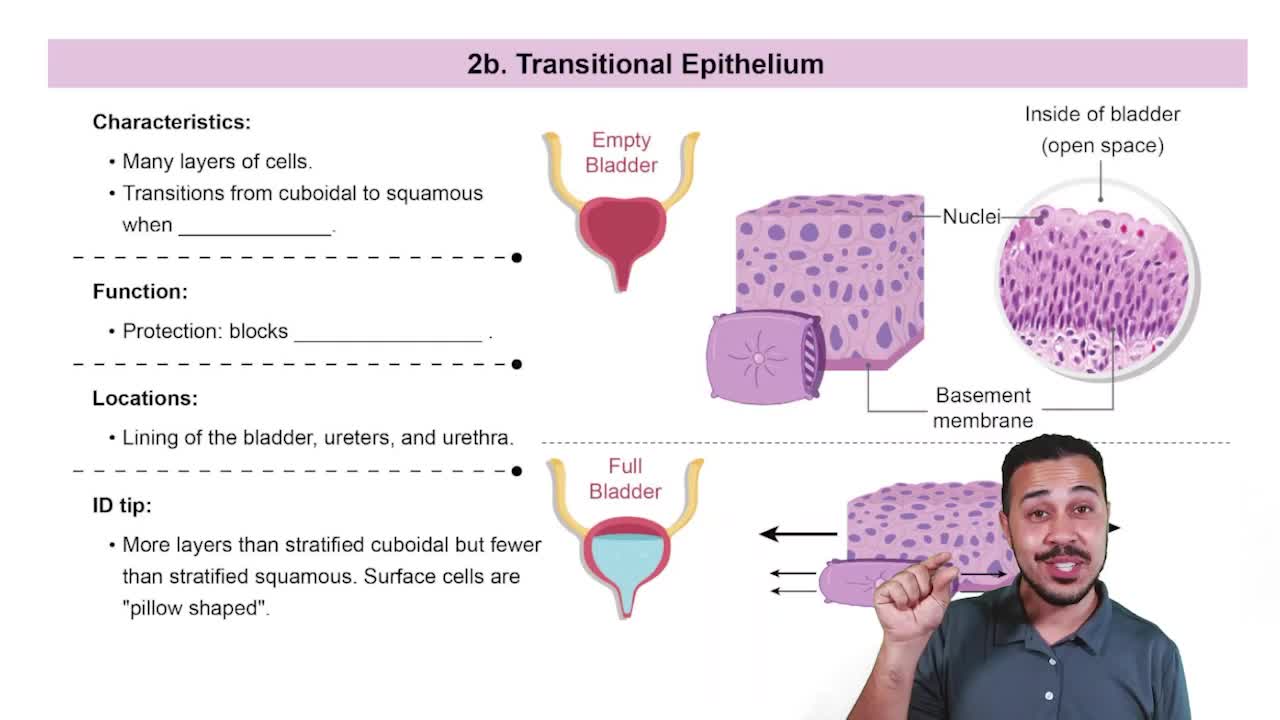 Transitional Epithelia