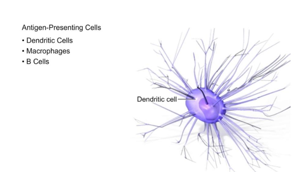 Class I and Class II MHC Proteins