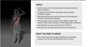 Anatomy Review Animation Immune 