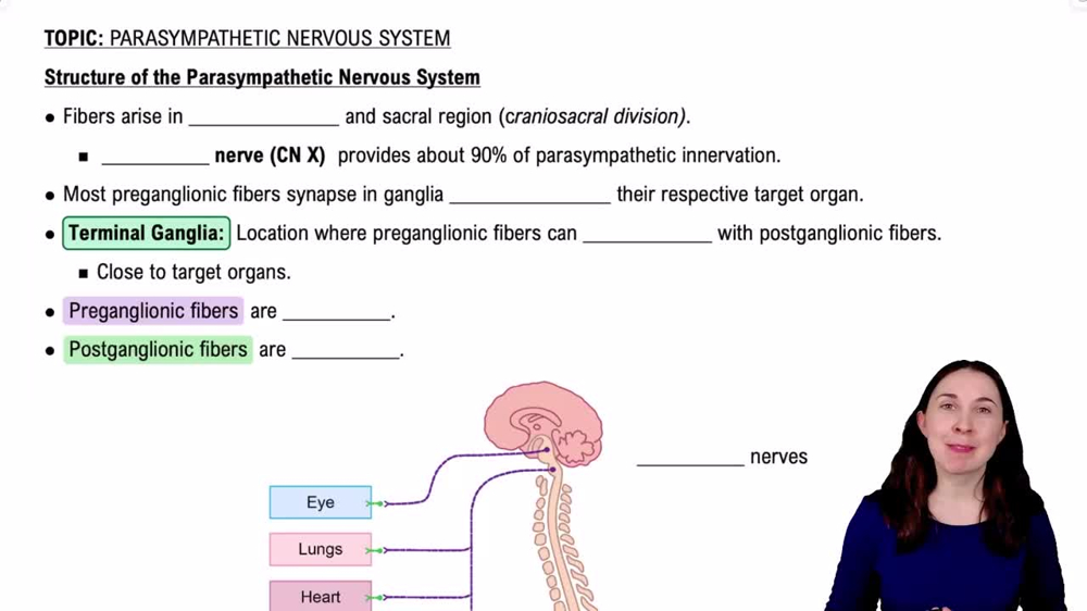 Structure of the Parasympathetic Nervous System