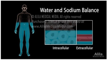 Water and Sodium Balance