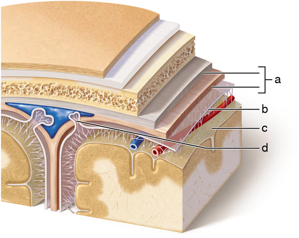 Illustration of the layers surrounding the central nervous system, highlighting the innermost delicate meningeal layer.