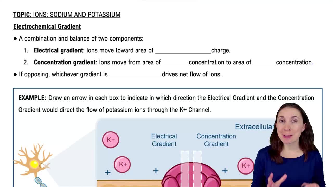 Electrochemical Gradient