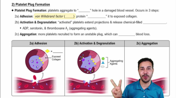 Platelet Plug Formation