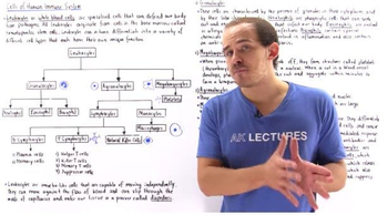 Leukocytes of Immune System