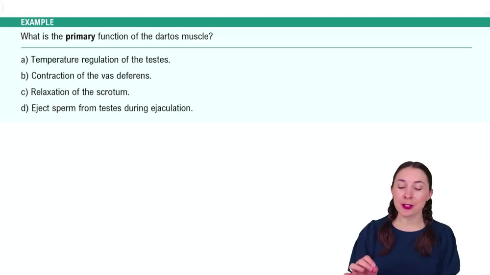 Anatomy of the Male Reproductive System Example 1